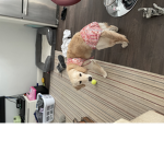 Pɪɴᴋɪᴇ Sǫᴜᴀᴅ
