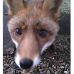fox club <33