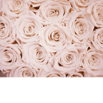 Blush Roses!