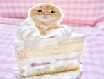 Cat's I Love