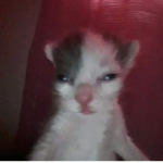 -aarf-