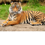 Plz save the tigers!