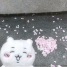Cherry blossom