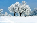 Winter trees