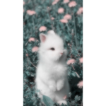 buxnnies<3