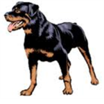 Ohio Rottweilers Football Team