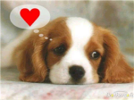 Puppy luvers!