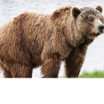 Bear club the best