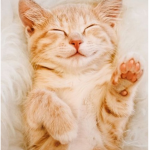 WeLoveCats