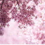 cutie blossoms<33