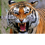 CBRO | Fierce Tigers