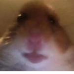 Hamster gang Lana will lose