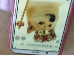 Doge fan club and dogs