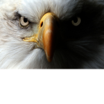 GREAT BALD EAGLE