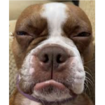 SpectacularDog