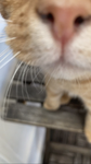 Coole Katze