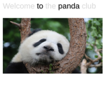 welcome to the panda club