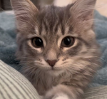 Cloudy Paws!