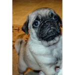 nice pug