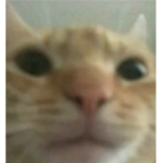Mensajero Divino Javier Gamer