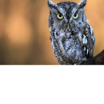 Blue fan group and Owl fans also