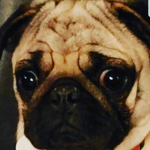 Puuuuuuuuuuugs