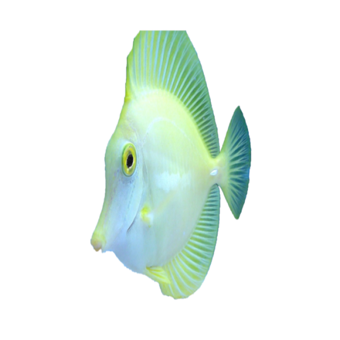 Fish 3 Roblox decal