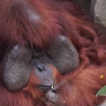 Orangutang