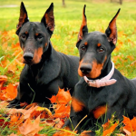 doberman gang