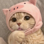 ✩