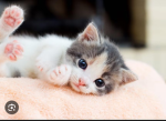 Adorable kittens and cats