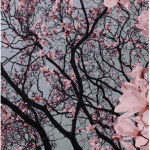 Lil’ Cherry Blossoms