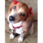 Beagles in <3