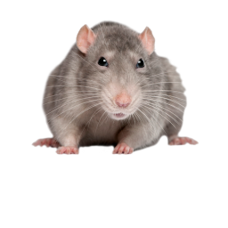 Find The Rats!   BETA