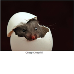 The Eg Rats!!!