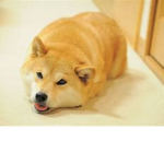 Team Doge (NO CATS ALLOWED)