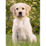 people_who_like_dogs