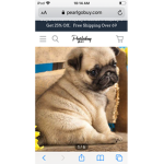 Hug pugs