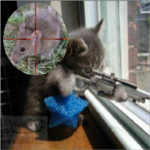 Erin Hunter Fan Club