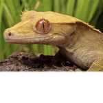 THE CRESTED GECKOS