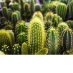 TEAM CACTUS PODEROSO (HABECES DOY R O BU X)