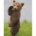 My magical baby bears