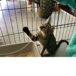 the cute cats in the house