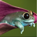 FROG nat