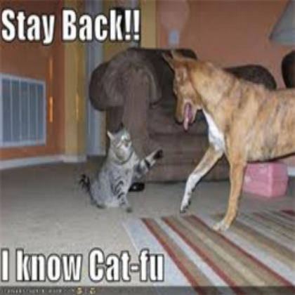 Cat Fu VS Dog Roblox decal