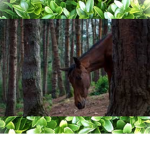 | Pine River Equestrian Center |