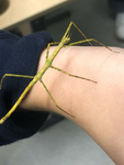 frogy group.