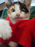 Kitty cat paws
