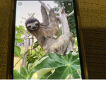 SlothS FoR PieS