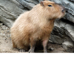 Capybara Gang!!